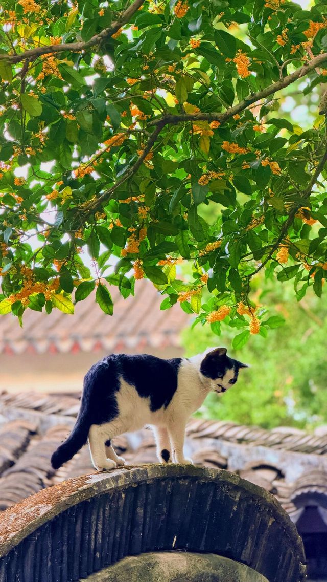 蘇州的秋天|在怡園的桂花香裡,撞見江南最溫柔的時刻 蘇州的秋天|在怡園的桂花香裡,撞見江南最溫柔的時刻
