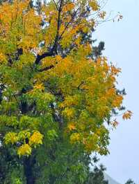 天津南翠屏｜秋日限定！層林盡染美到窒息