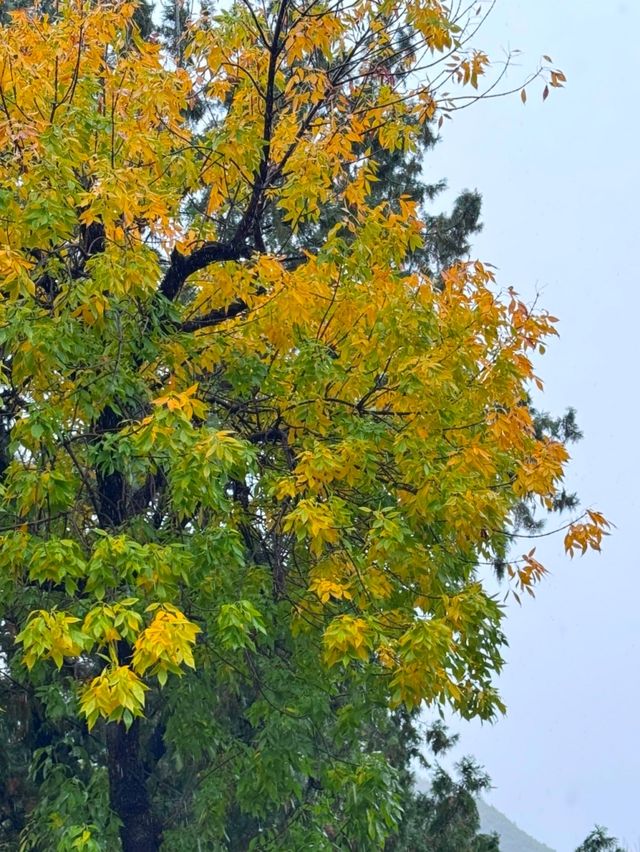 天津南翠屏｜秋日限定！層林盡染美到窒息