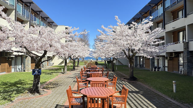 櫻花盛開的皇后鎮