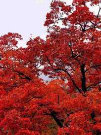 北京的香山紅葉紅了