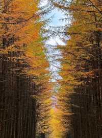 米倉山 秦巴秘境，層林染翠