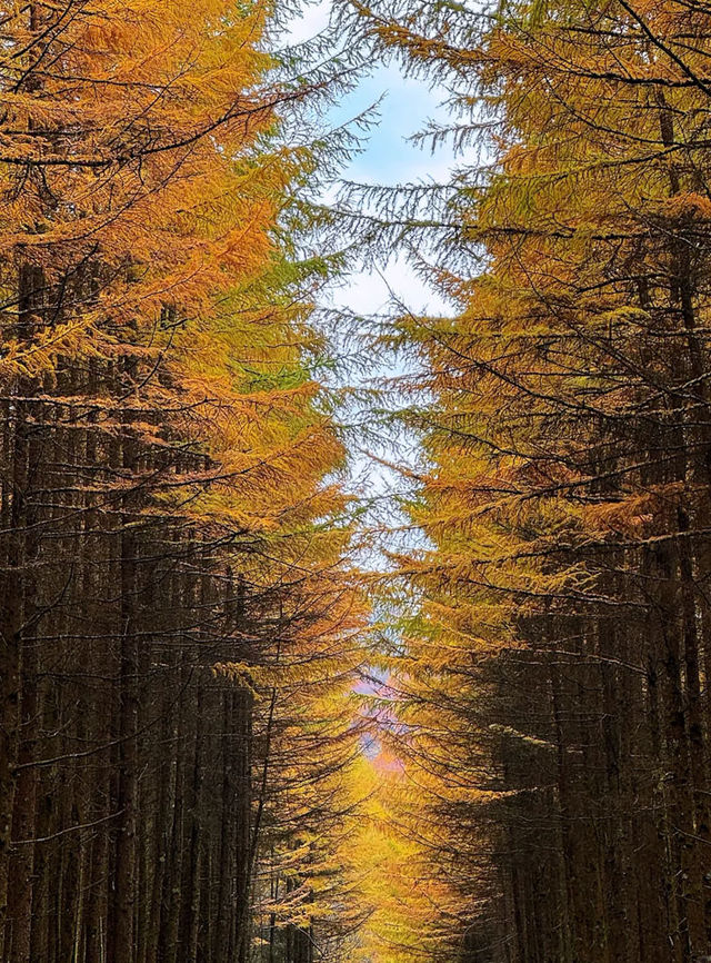米倉山 秦巴秘境，層林染翠