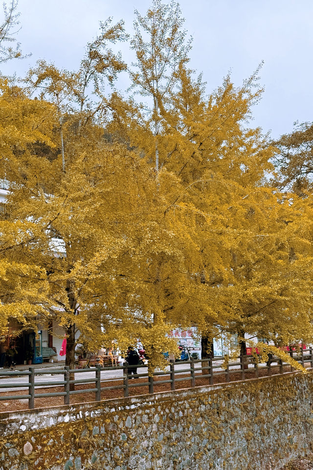 廣東銀杏天花板！韶關帽子峰旅遊景