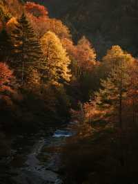 帶娃賞秋不踩雷！光霧山紅葉攻略來啦