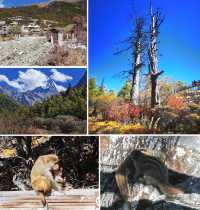 走進卓瑪拉措：海拔4100米的秀麗風光