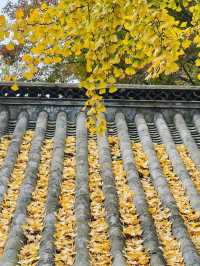 深秋崂山太清宮絕美銀杏楓葉季人潮洶湧都得來！