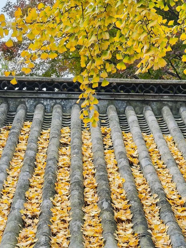 深秋崂山太清宮絕美銀杏楓葉季人潮洶湧都得來！