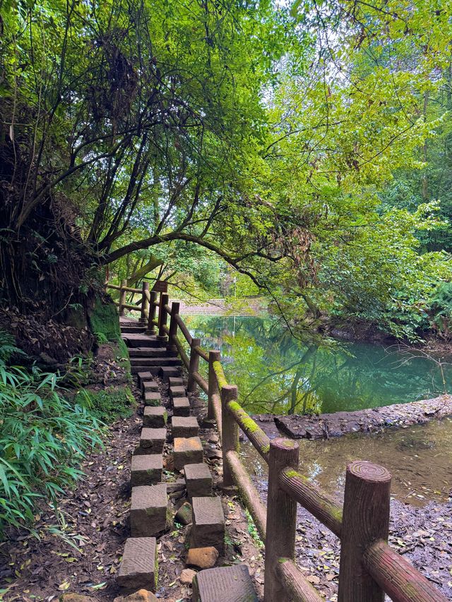 帶娃吸氧去!成都1.5h直達的森林徒步路線