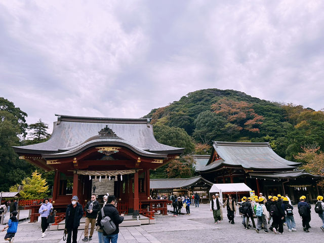 鶴岡八幡宮｜鎌倉最具代表性的神社散步路線 ⛩️🍁