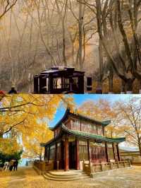 一句梧桐美，種滿南京城