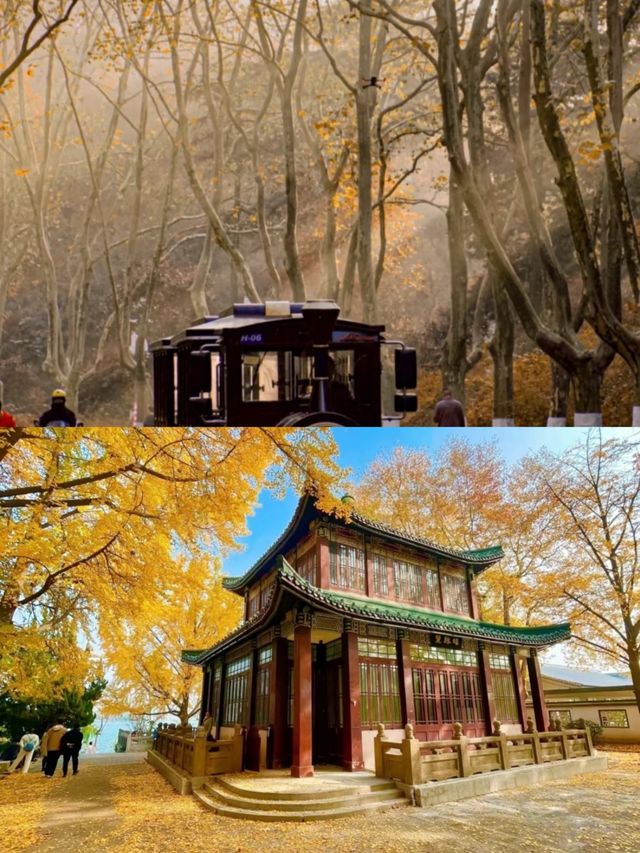 一句梧桐美，種滿南京城