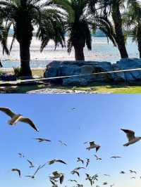 無錫免費躺平寶地！蠡湖渤公島逛吃一整天，紅嘴鷗+湖景絕了