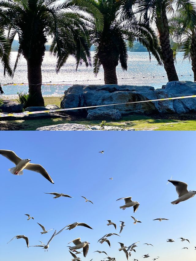 無錫免費躺平寶地！蠡湖渤公島逛吃一整天，紅嘴鷗+湖景絕了