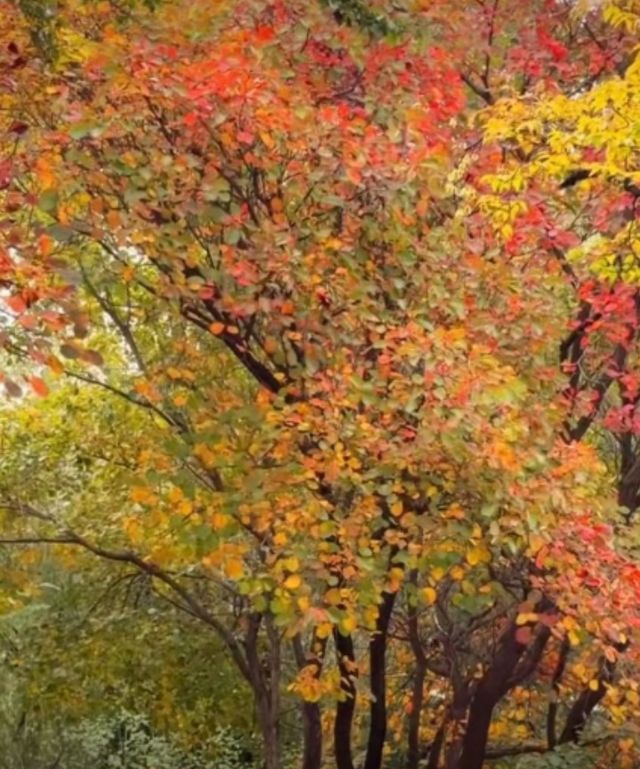 北國秋日仙境!紅葉谷絕美打卡攻略 北國秋日仙境!紅葉谷絕美打卡攻略