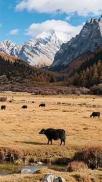 11月稻城亞丁四天三晚，玩轉雪城秘境！