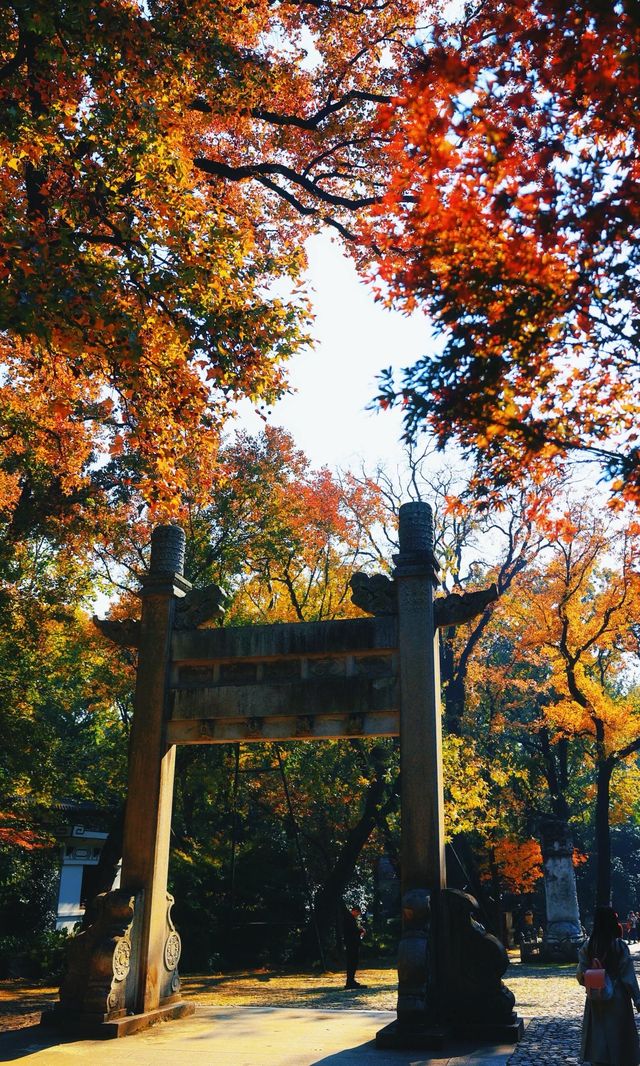 南京靈谷寺賞秋秘境