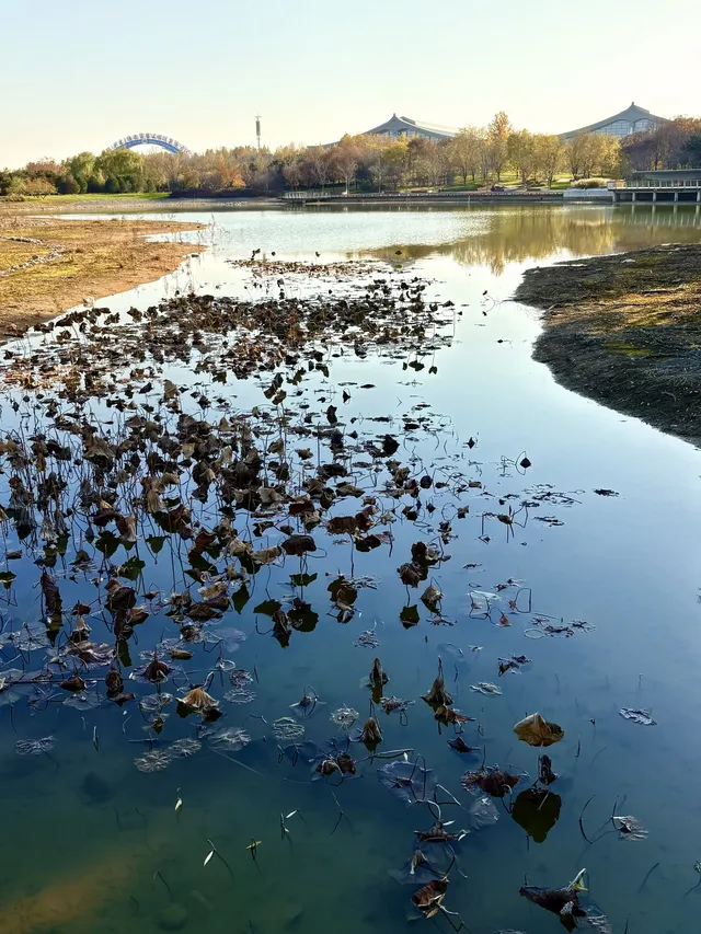 秋意正濃｜石家莊中心湖公園