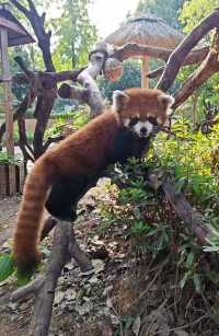 帶娃衝太湖龍之夢！2天1夜超爽