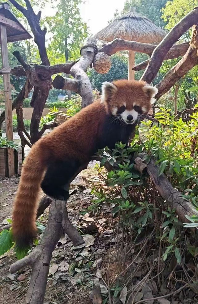 帶娃衝太湖龍之夢！2天1夜超爽
