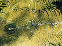 江浙滬賞秋好去處!小眾遊玩地雲和梯田,秋意濃~