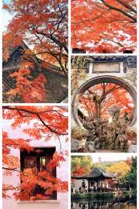 12月初實探｜無錫惠山古鎮，邂逅一場盛大的江南深秋