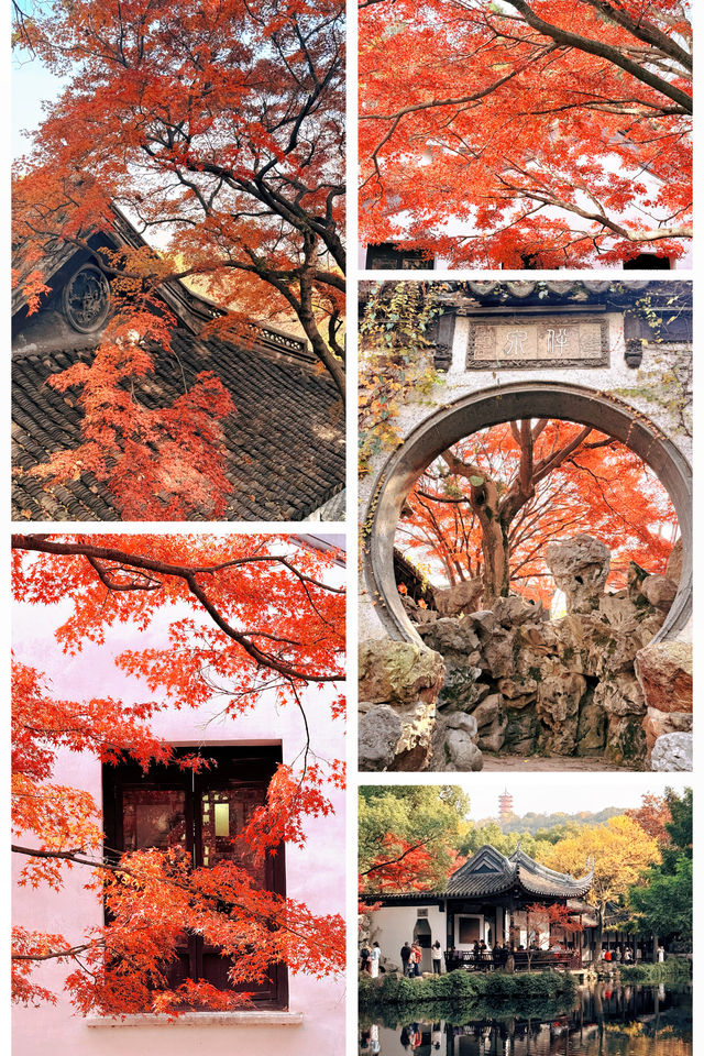 12月初實探｜無錫惠山古鎮，邂逅一場盛大的江南深秋