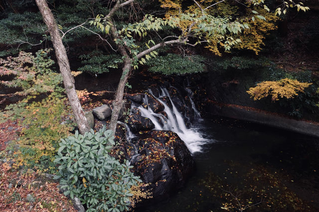 箕面公園|紅葉|箕面の滝 箕面公園|紅葉|箕面の滝