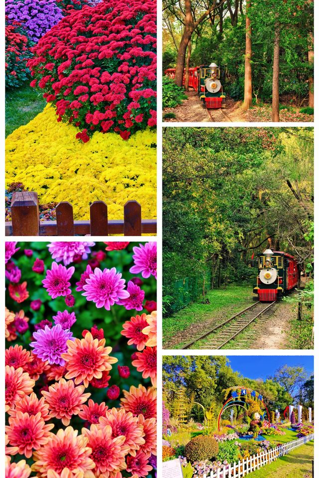 超全攻略!冬日共青森林公園賞秋絕了 超全攻略!冬日共青森林公園賞秋絕了