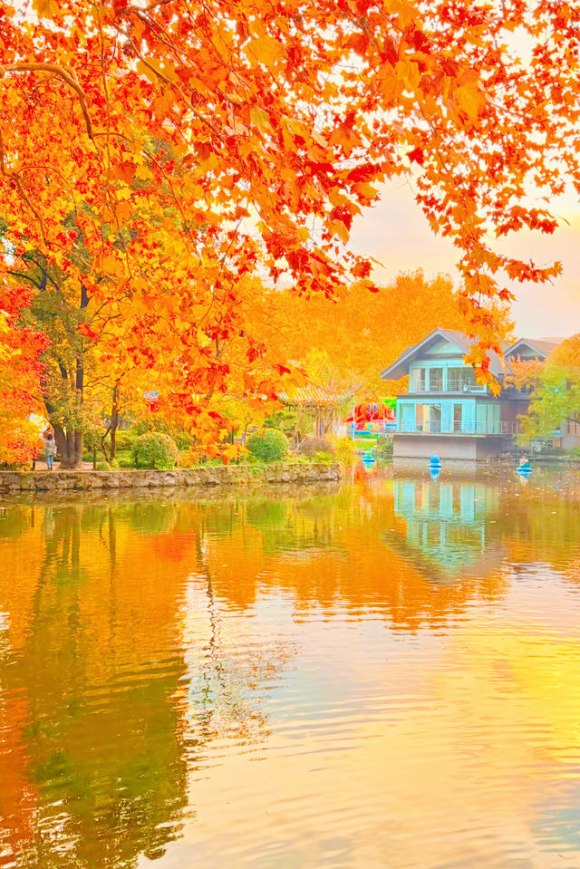 殺瘋了上海紅楓紅透了必是秋日頂流