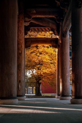 Ginkgo Season Must-Visit Ancient Town