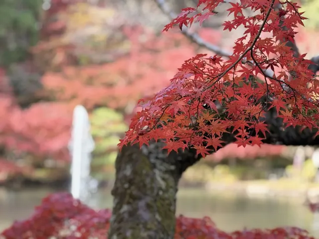 名古屋的秋東山 犬山 真的很好拍~ 名古屋的秋東山 犬山 真的很好拍~