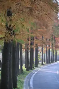 還用去擠白鷺灣?人少景美的水杉秘境!