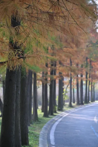 Still squeezing into Egret Bay? A secret dawn redwood forest with fewer people and beautiful scenery!