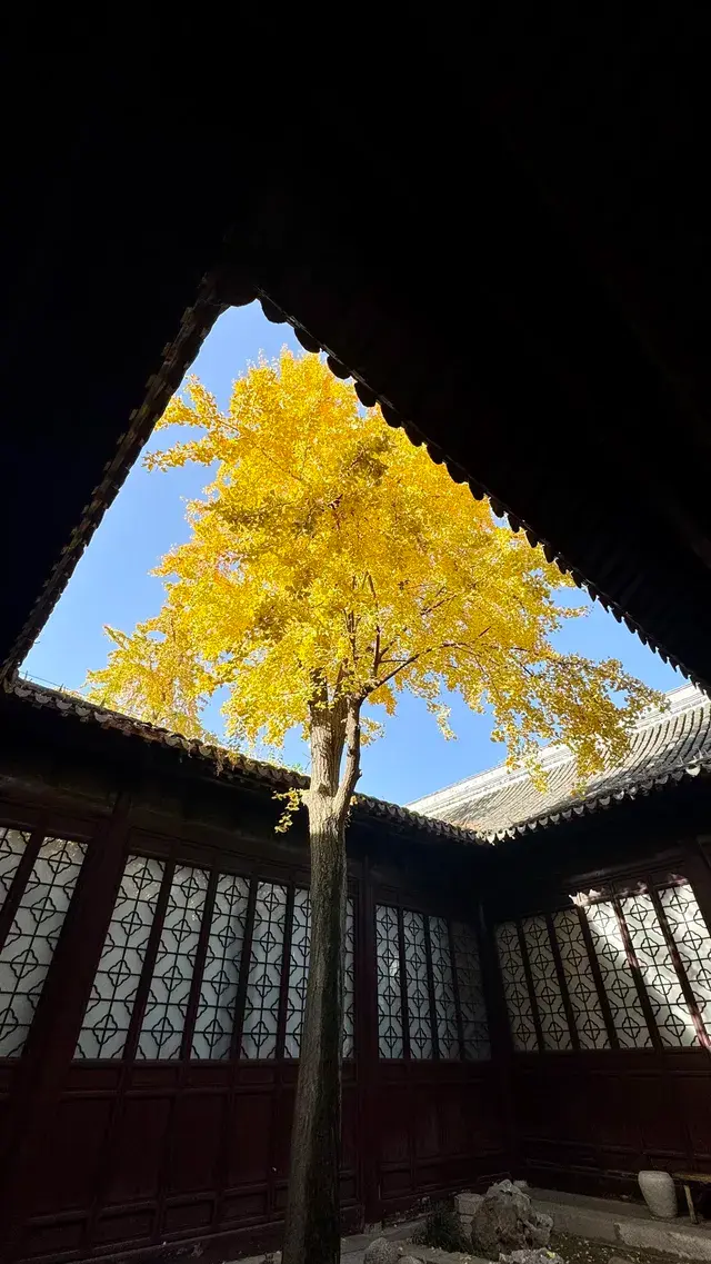 為了一棵樹來了瞻園|全屏感受金陵第一園 為了一棵樹來了瞻園|全屏感受金陵第一園