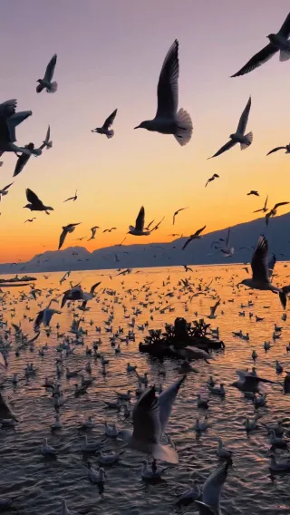 Kunming seagulls are going wild! Personally tested this seagull-watching route that's breathtakingly beautiful!