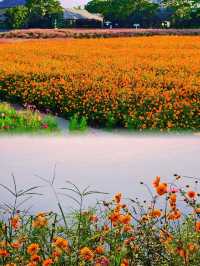 宿遷三臺山絕美仙境98%森林覆蓋超治癒！