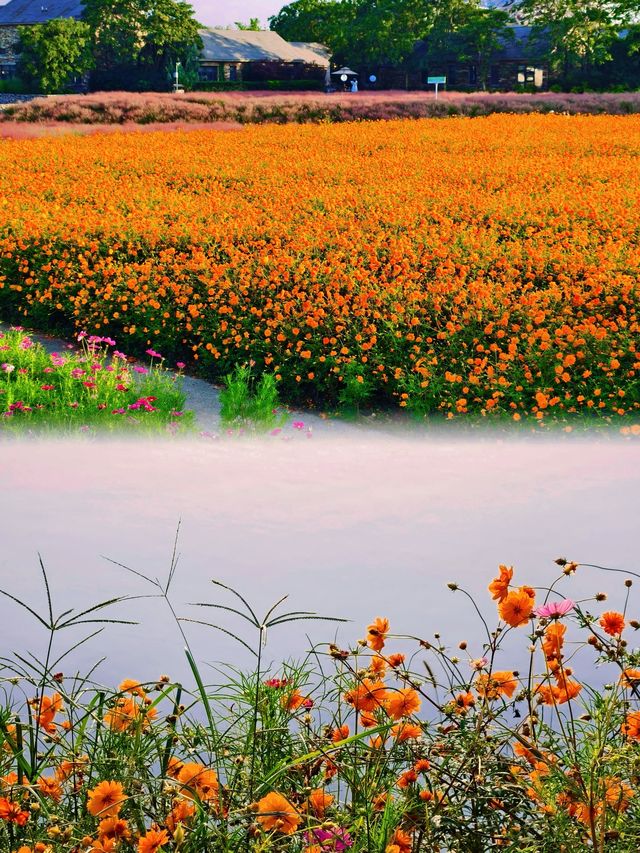 宿遷三臺山絕美仙境98%森林覆蓋超治癒！