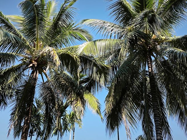 中國科學院西雙版納熱帶植物園真的太寶藏了，必須安利給大家