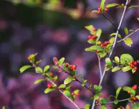 巫山龍脊看紅葉｜懶人零難度路線