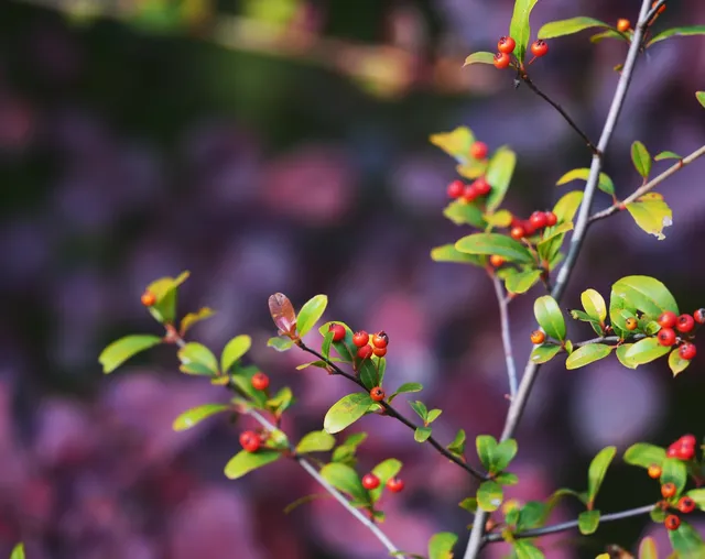 巫山龍脊看紅葉｜懶人零難度路線