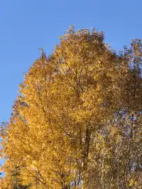 在瀘沽湖酒店看到晨霧！12.5實拍