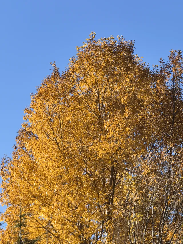 在瀘沽湖酒店看到晨霧！12.5實拍