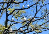 翠湖公園的海鷗全體出動！現在流行"爬樹"了🌳