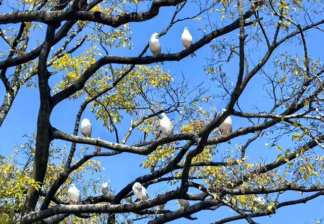 翠湖公園的海鷗全體出動！現在流行"爬樹"了🌳