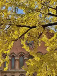 12.4外灘聖三一堂銀杏季已到附隱藏機位