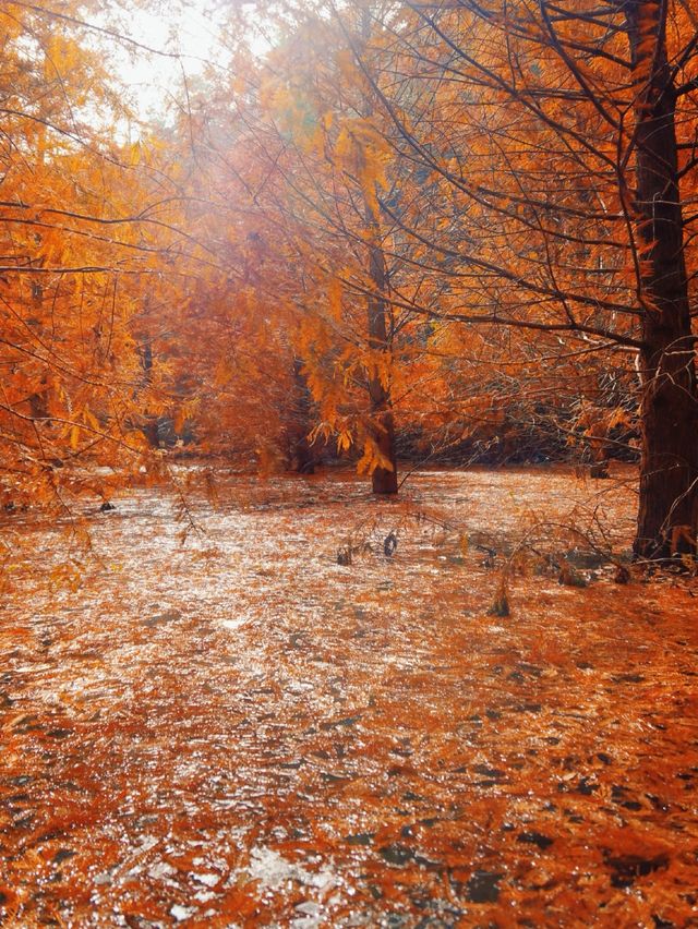 承包紅杉林、古村與銀杏,這條路線美得省心又清澈 承包紅杉林、古村與銀杏,這條路線美得省心又清澈