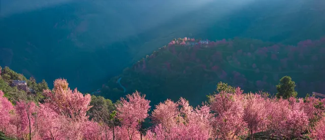 無量山櫻花谷旅拍,餘位有限,預約從速! 無量山櫻花谷旅拍,餘位有限,預約從速!