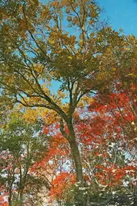 被驚艷到了!不用出滬也能欣賞到紅楓美景!