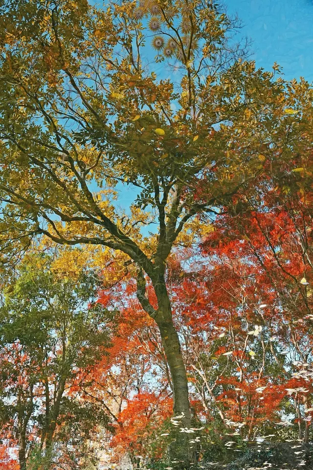 被驚艷到了!不用出滬也能欣賞到紅楓美景! 被驚艷到了!不用出滬也能欣賞到紅楓美景!
